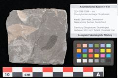 Foto (Objekt + Etikett) von Cunninghamites sternbergii Ettingshausen (NHMW-GEO-2024-0188-10584)